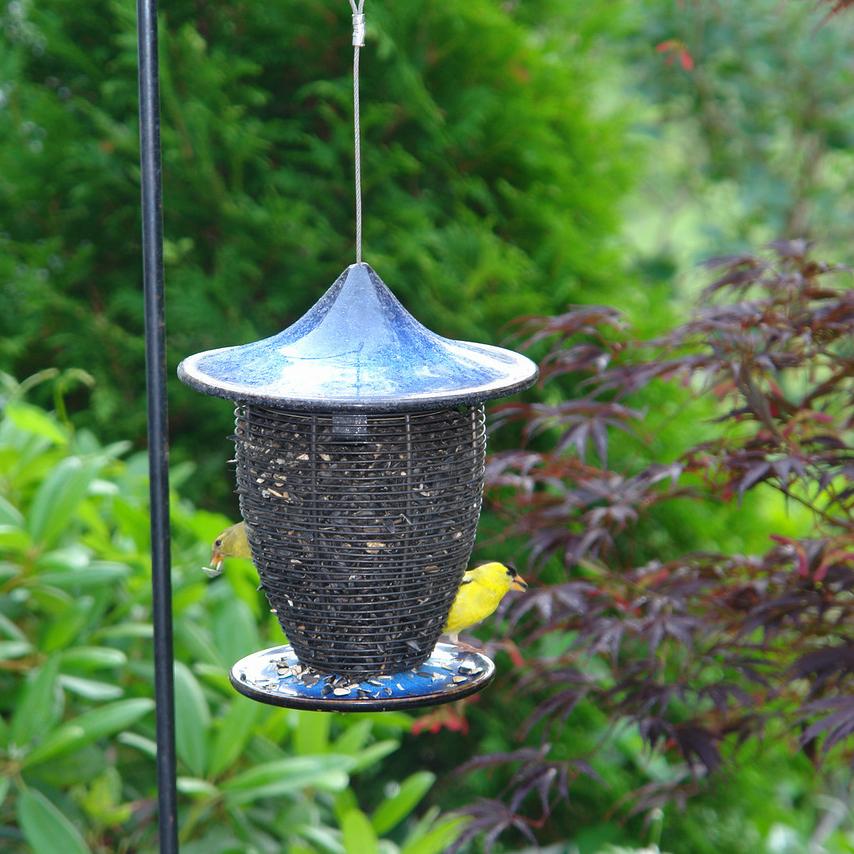 Alcyon Feeder by Byer of Maine