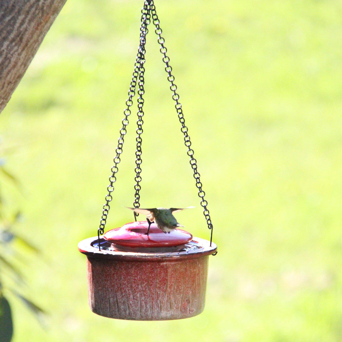 Alcyon Hummingbird Feeder