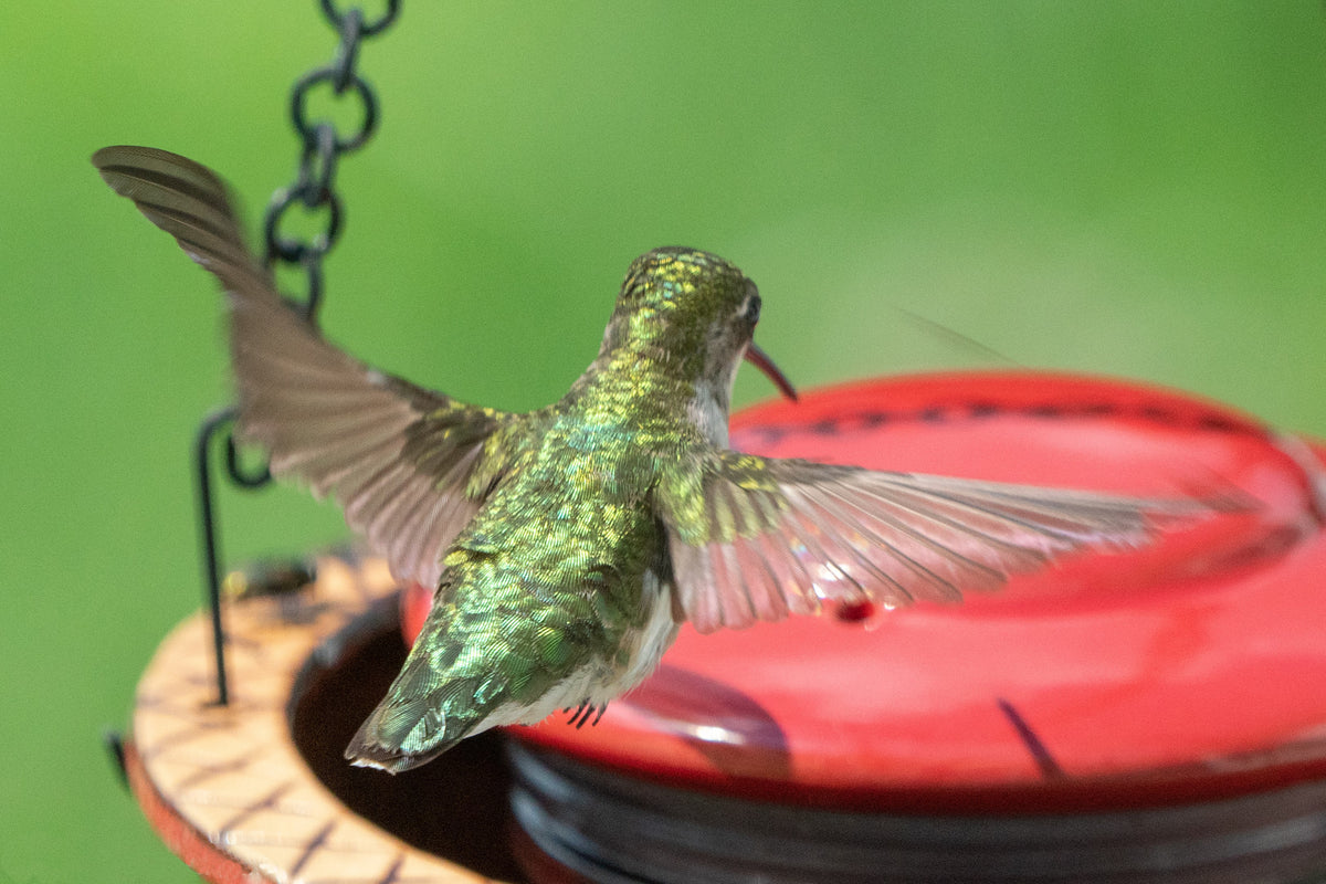 Alcyon Hummingbird Feeder